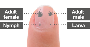 Krupan plan nokta koji pokazuje veličinu odrasle ženke i odraslog mužjaka krpelja, nimfe i larve